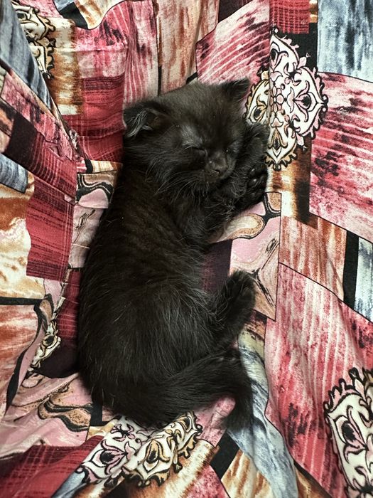 Веслоухий котенок