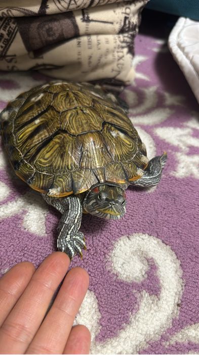 Продам красноухую Черепашку