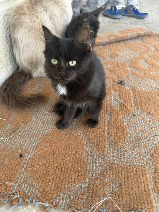 Отдам в добрые руки кошек
