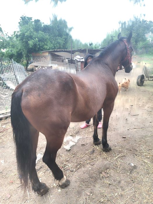 Vând cal mulg detalii la telefon: 0725615897