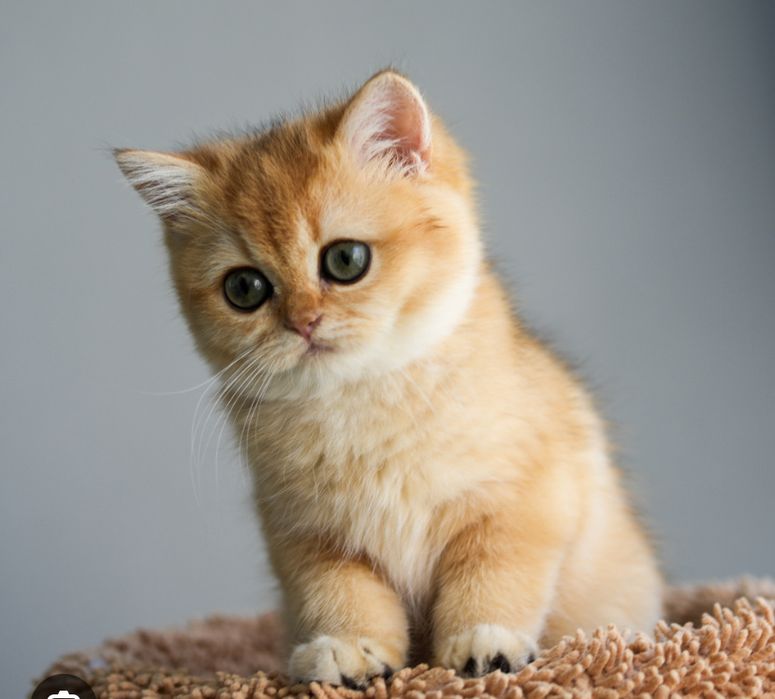 Золотая шиншилла