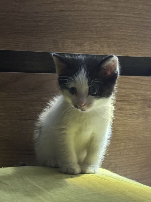 Отдам котенка в добрые руки