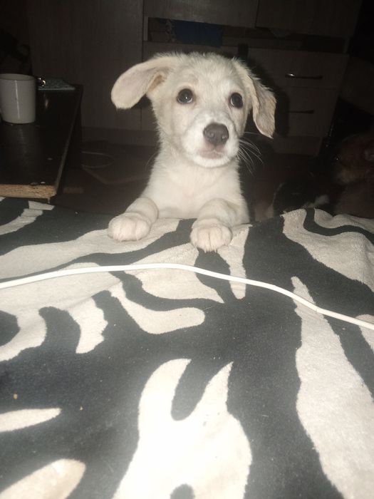 Очень красивая девочка метис самоеда