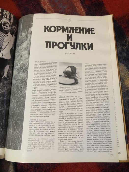 Ваша собака. Джоан Палмер