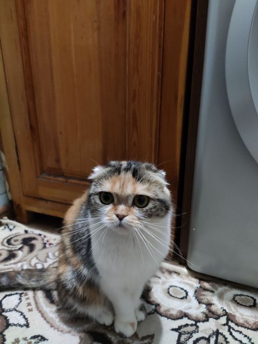 Shatlandiskiy  paroda