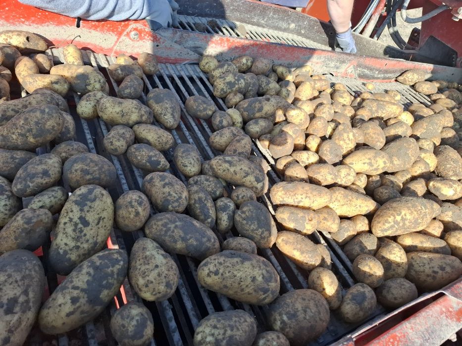 Cartofi consum, sămânța si pentru animale 2025