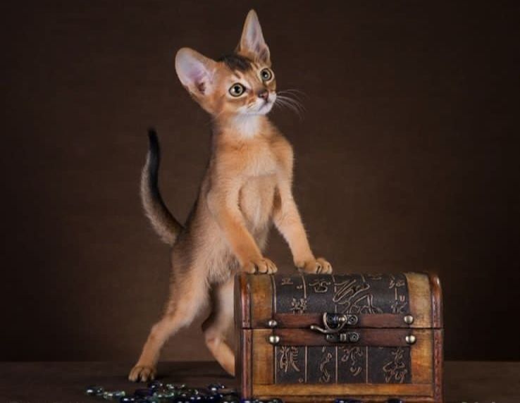 Абиссинские  малыши