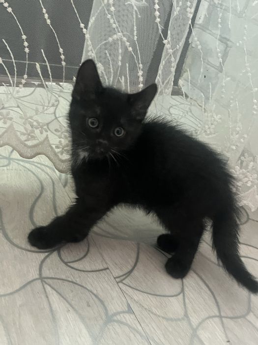 Мальчик 1.5 мес