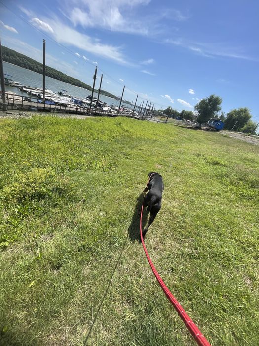 Pet sitting București
