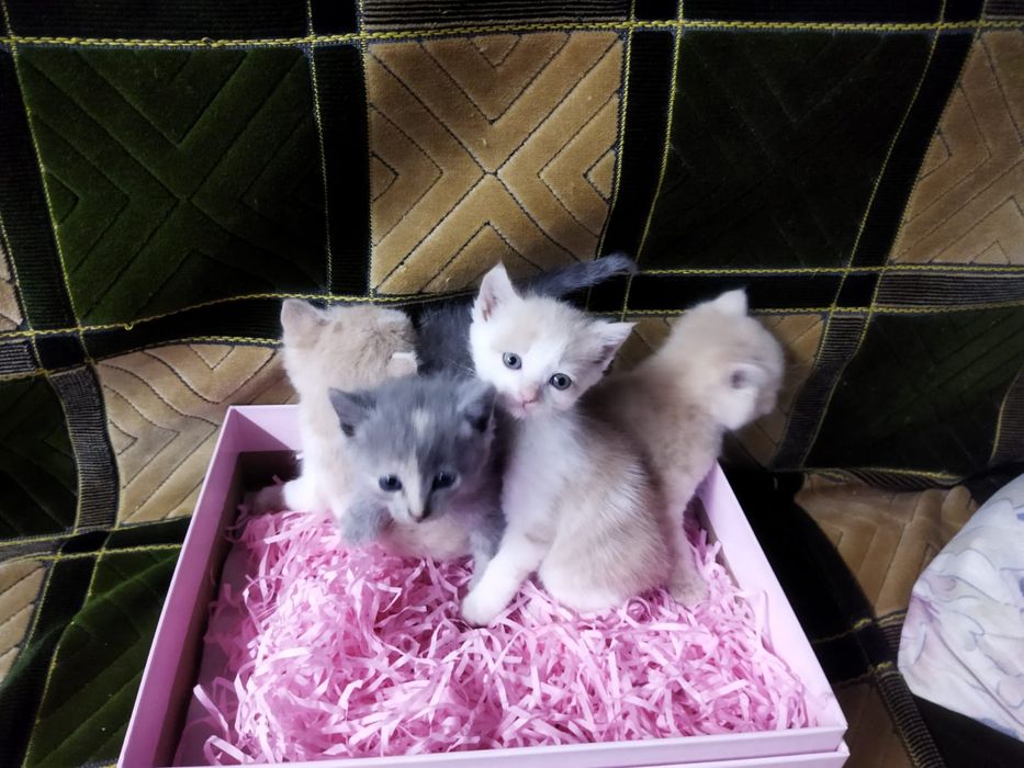 Котята на бронирование!