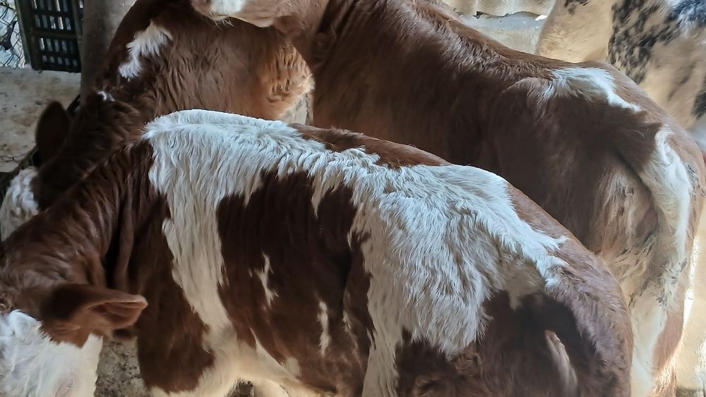 Vitei 1-3 saptamani jumate si intarcati