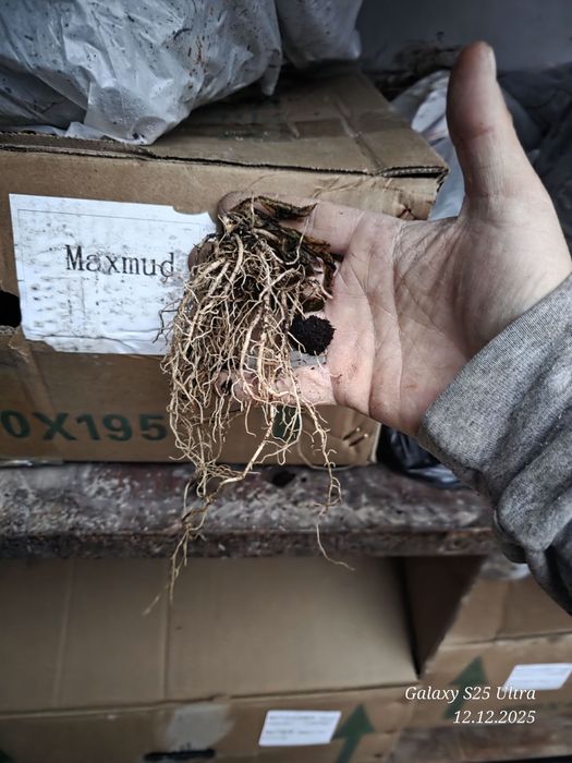 Хоста гуллар тувакларда сотувда