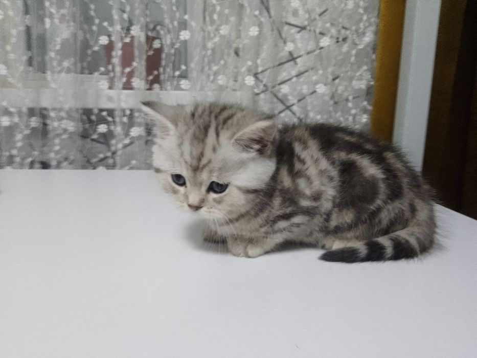 Мраморный шиншилла возраст 2-месяц очень хорошая играющая весёлая