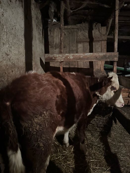 Продам телочку..