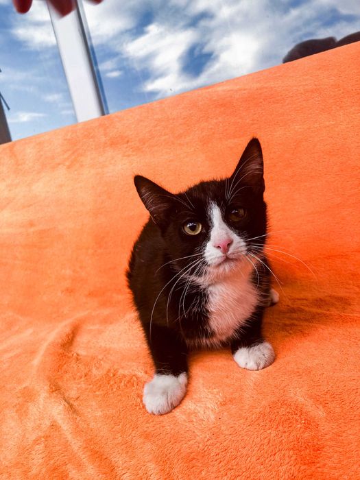 Подарявям сладки котенца на 4 месеца