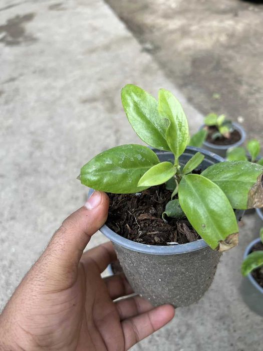 Kadsura cocconie kochatlari sotiladi sovuqga chidamli