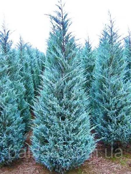 Продавам едроразмерни иглолистни дървета 4 до 8 метра