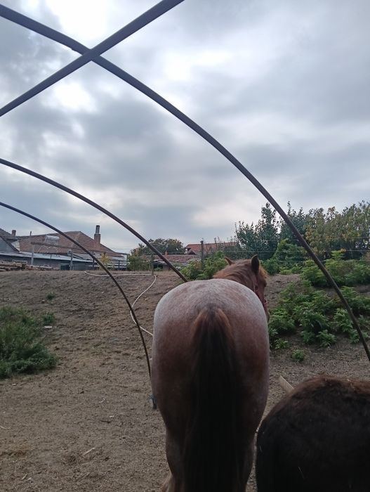 Vand manza de 1 an si 10 luni