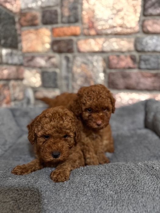 Toy poodle / той пудел
