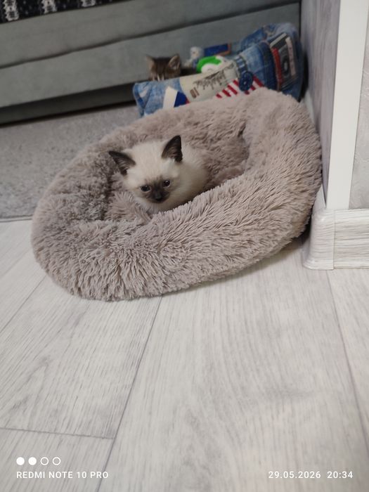 Отдам котят бесплатно