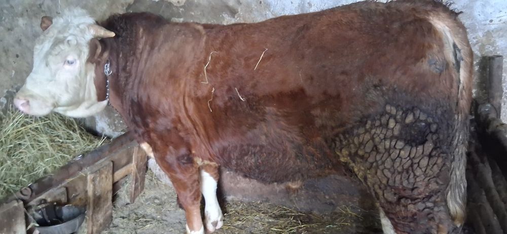 Vand taur pentru monta