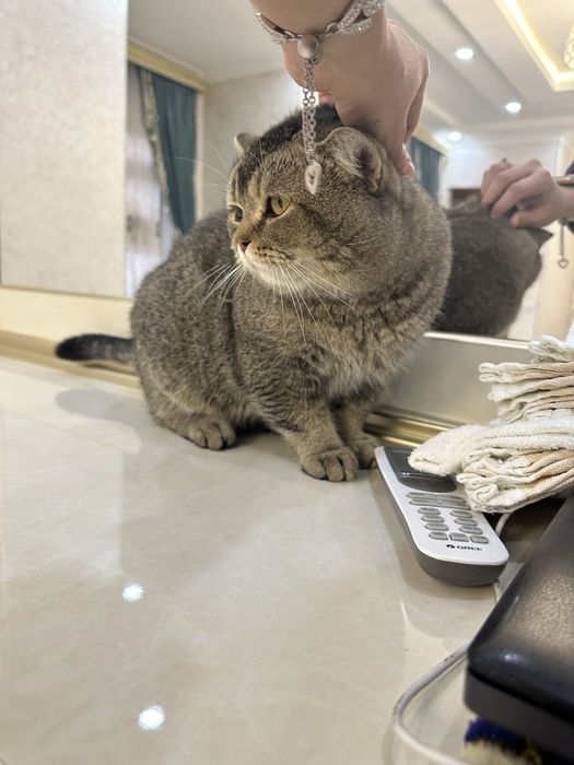 Продаётся красавчик шиншилла