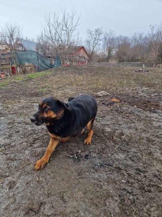 Donez ciobanesc german in neamt.