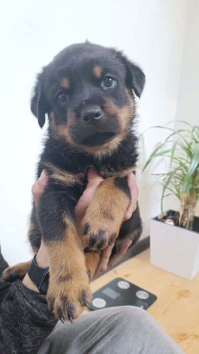 Щенки ротвейлера.