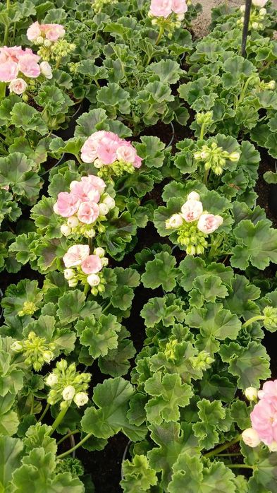 Flori Muscate,Dalia ,Begonia