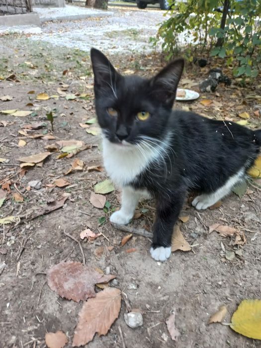 Котёнок в добрые руки