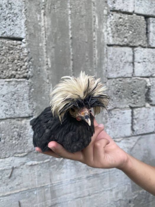 галанка жужалари сотувда 4 та галанка 1 та корашахзода хаммаси 3-4ойли