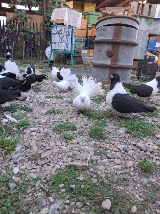 Vand porumbei stroseri negri