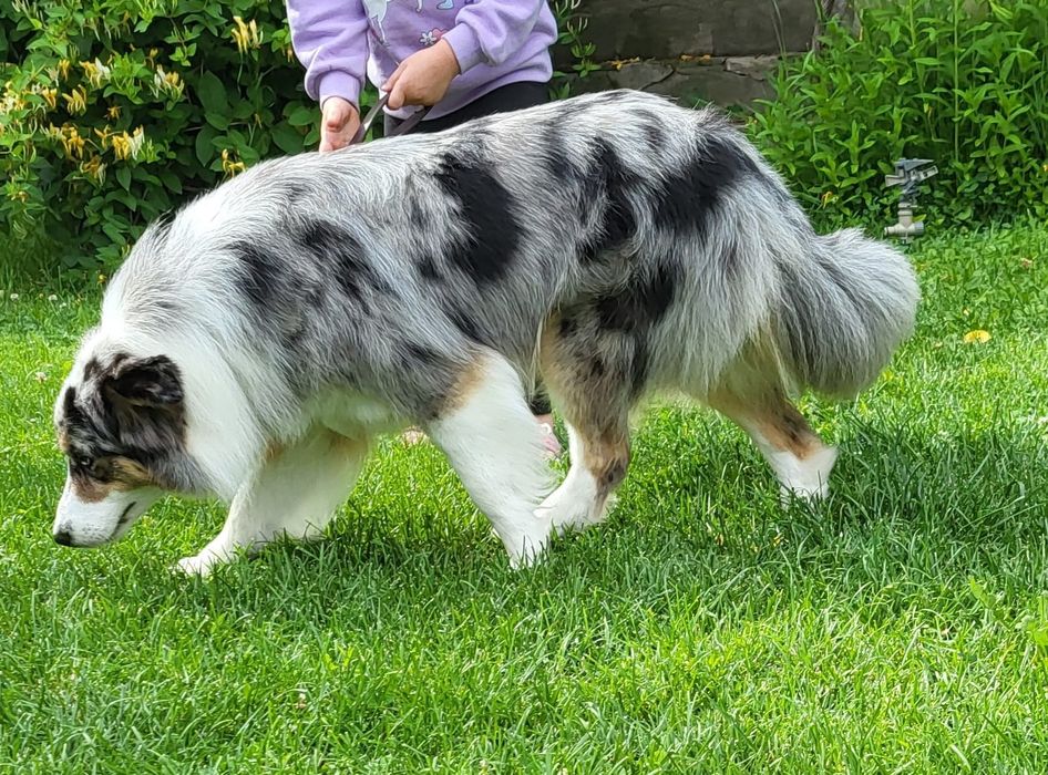 Pui Border Collie cu pedigree FCI