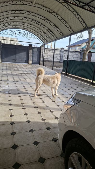 Төбет ит сатамын.