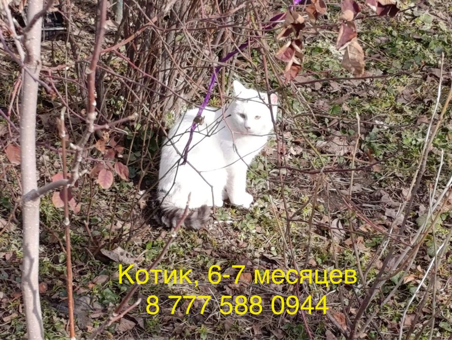 Отдам котят в добрые руки