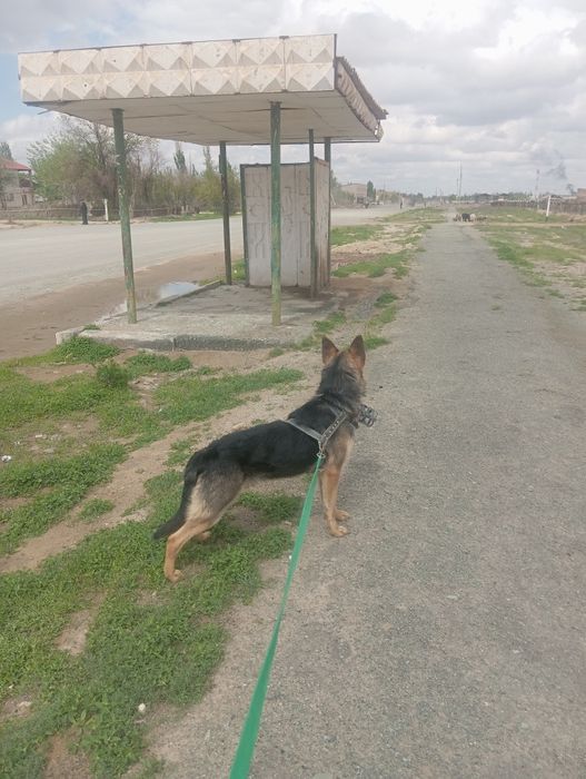 Европейский овчарки