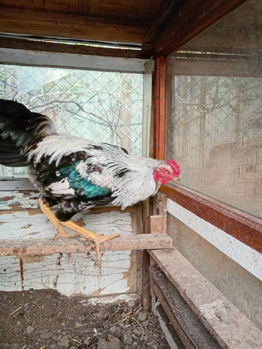 Әтеш,  қораз. Петухи