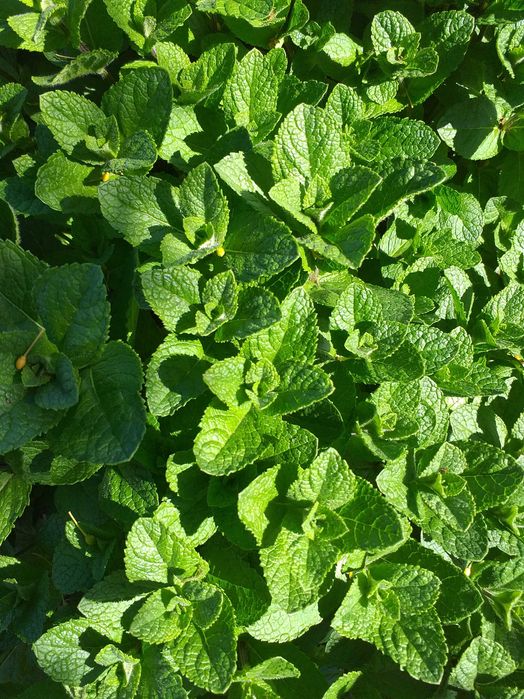 Menta olandeza fresh.