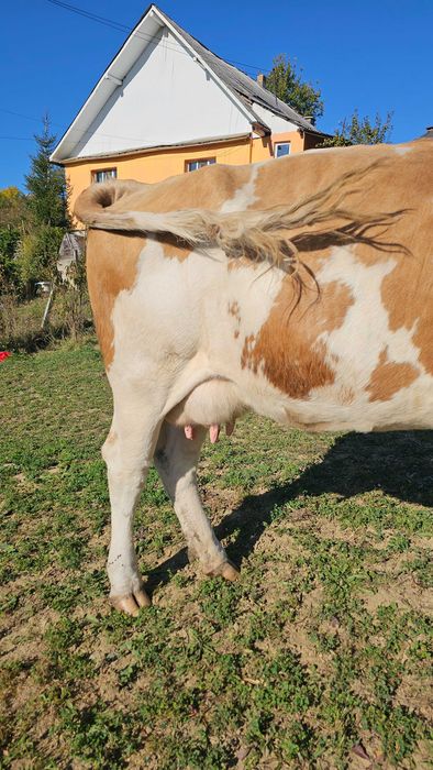 Vaca de vânzare