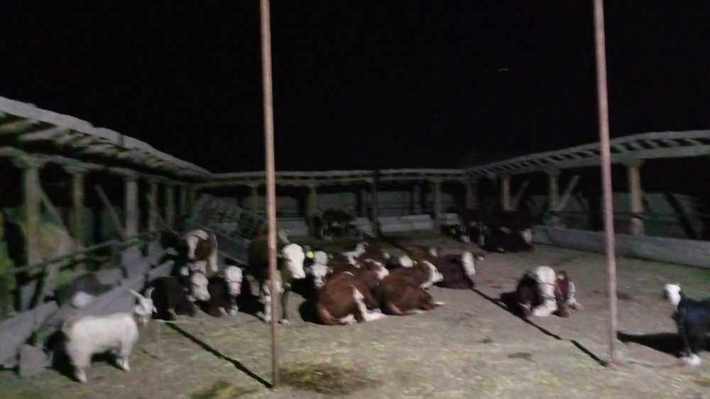 ГРЕНФОРД, СМЕНТАЛ моллар сотилади,