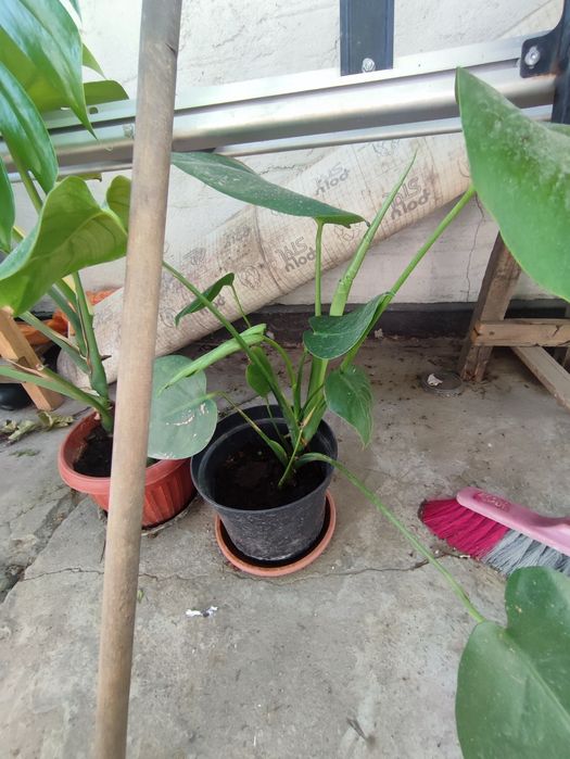 Монстера в горшках