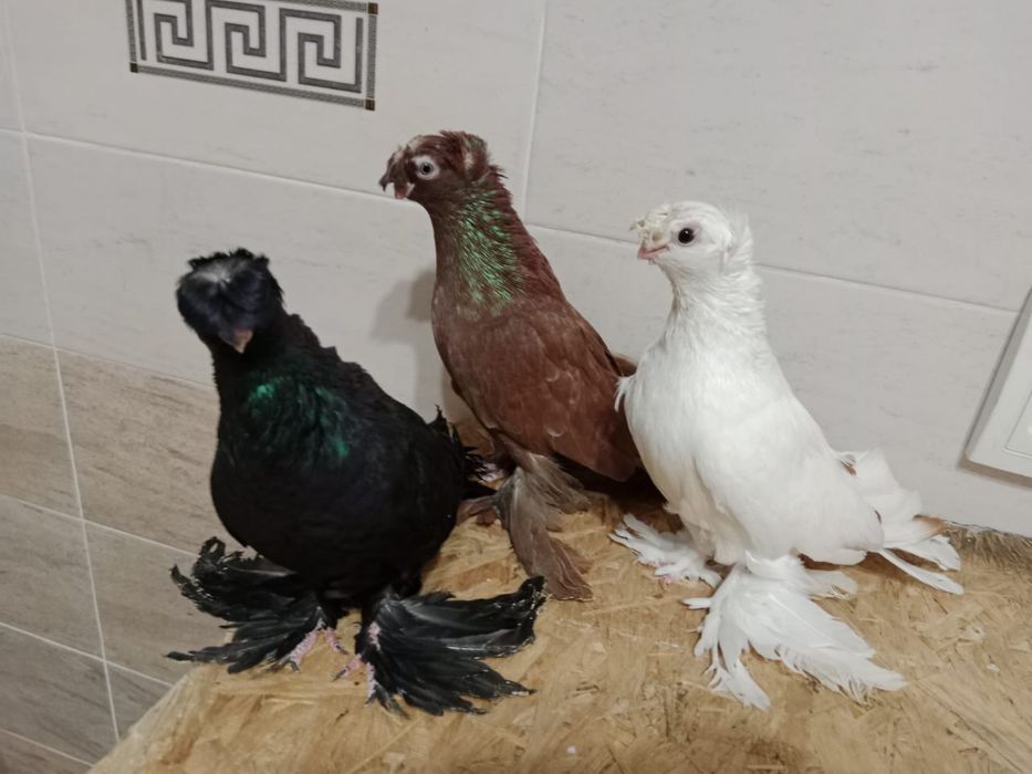 Продам    голубей