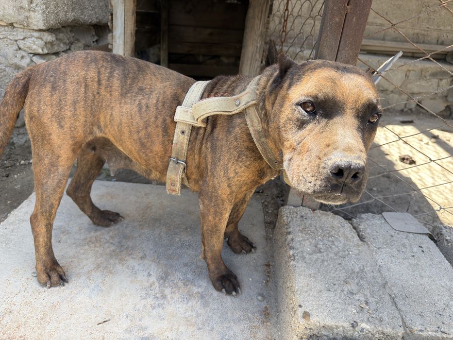 Amerikanskiy Pitbull