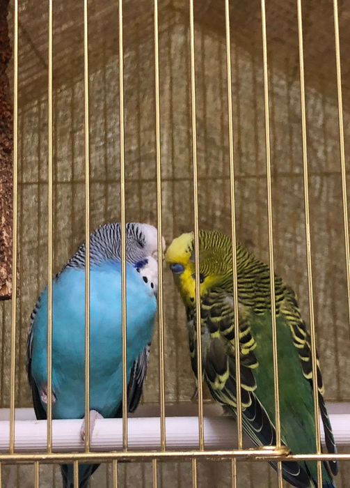 Продается попугай