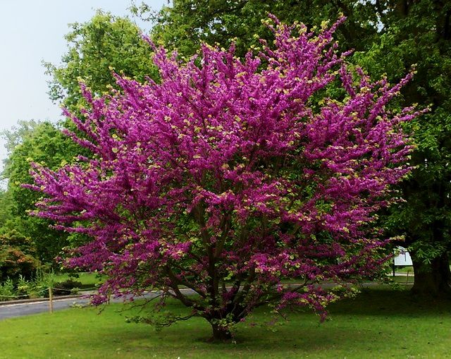 Cercis Canadensis (Arborele Iudei )