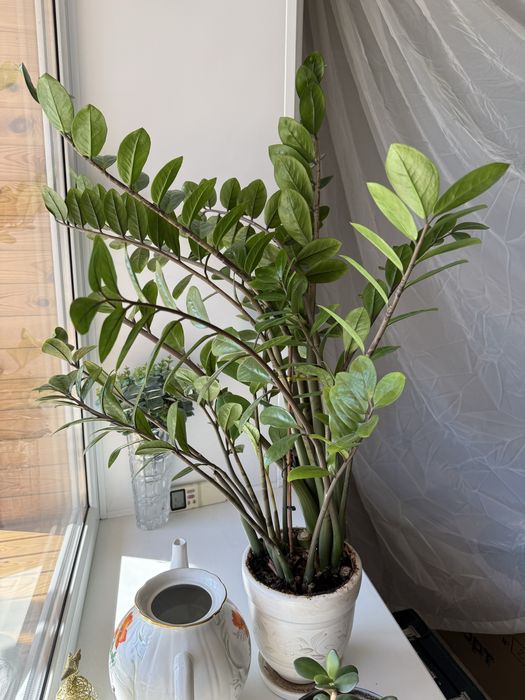 Замиокулькас долларовое дерево