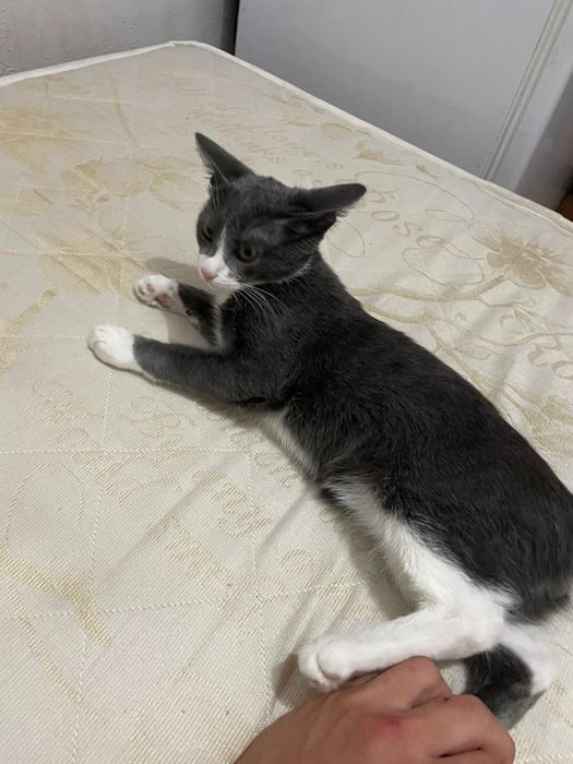 Отдам кота в хорошие руки