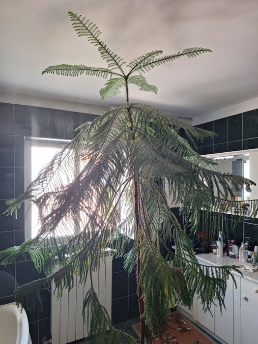 Vând conifer ornamental in ghiveci  Înălțime 2,30 metri