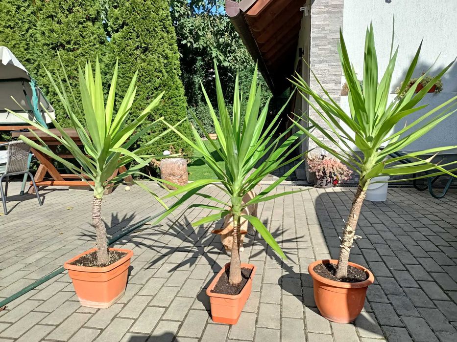 Yucca de interior