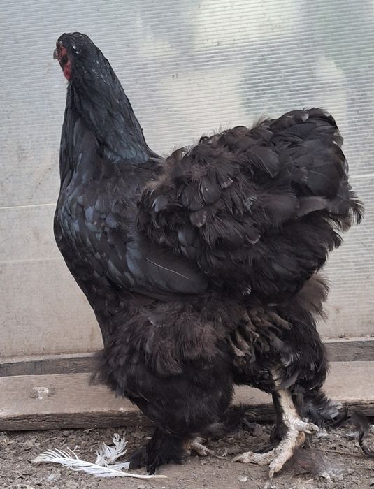 Vând pereche brahma   2026
